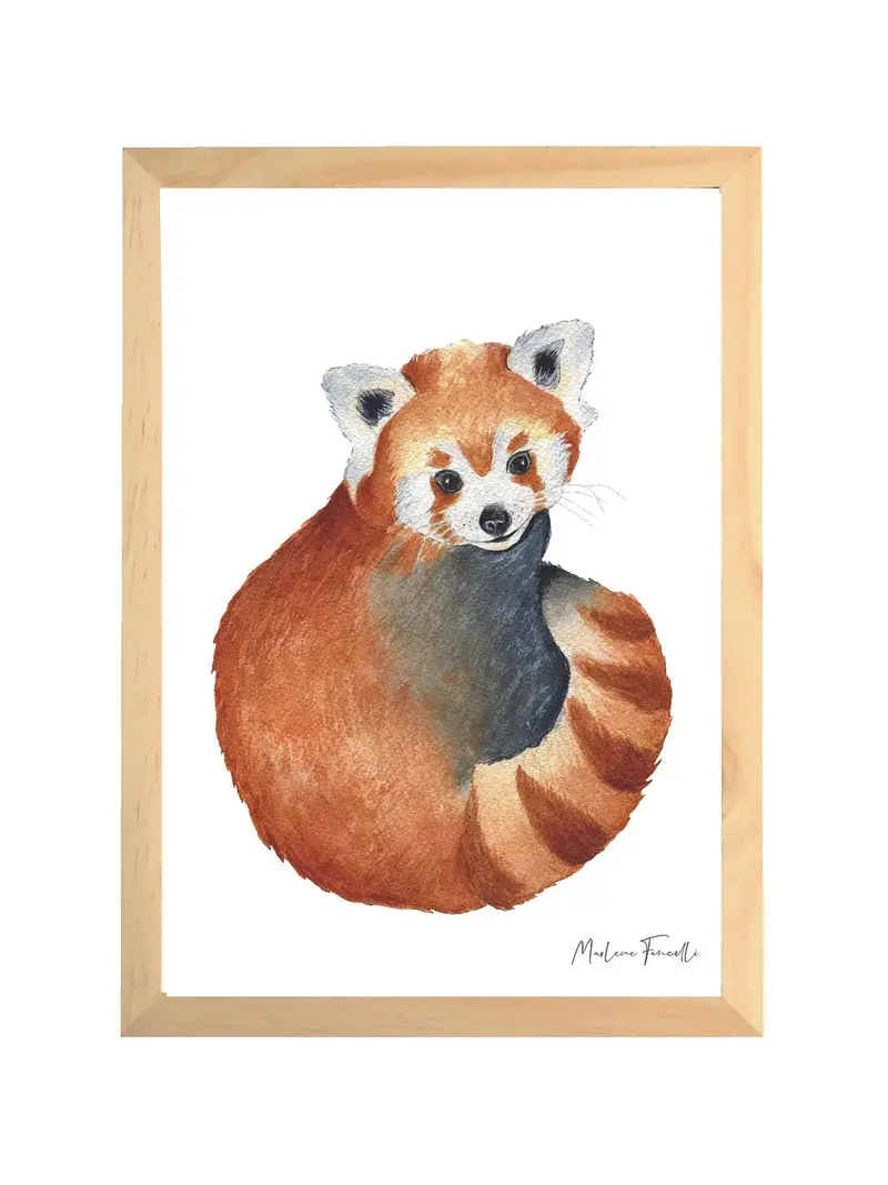 Aquarelle en cadre Marius le panda roux - Marlène Fancelli Art