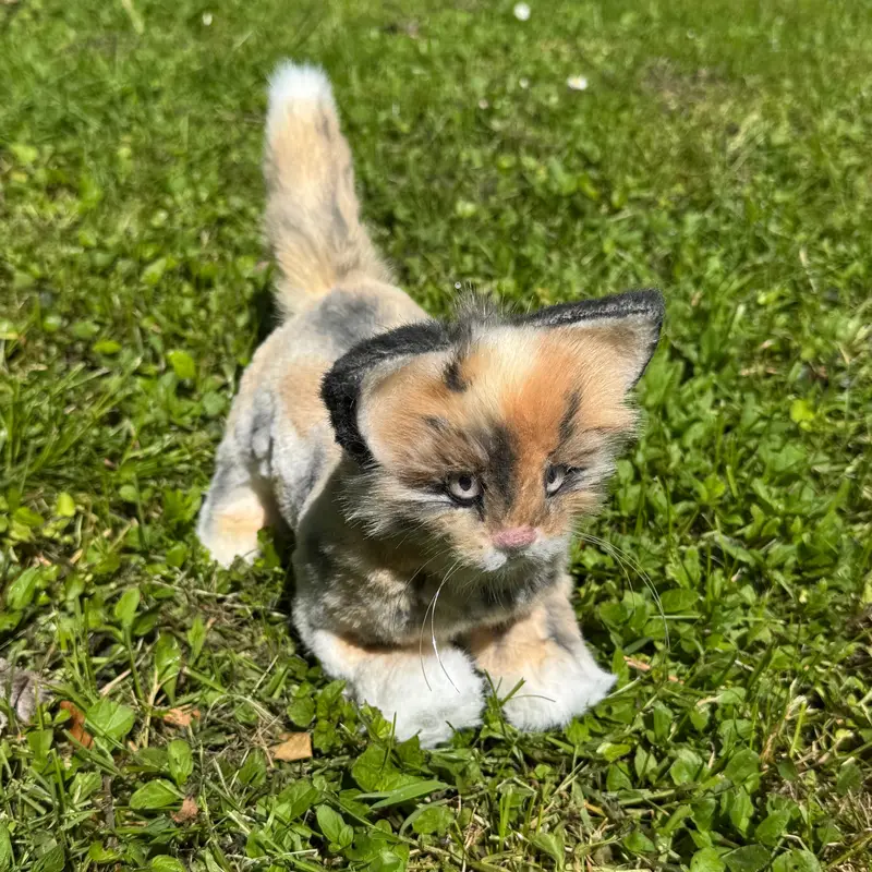 Calico – Chaton réaliste en peluche fait main | Maine Coon unique
