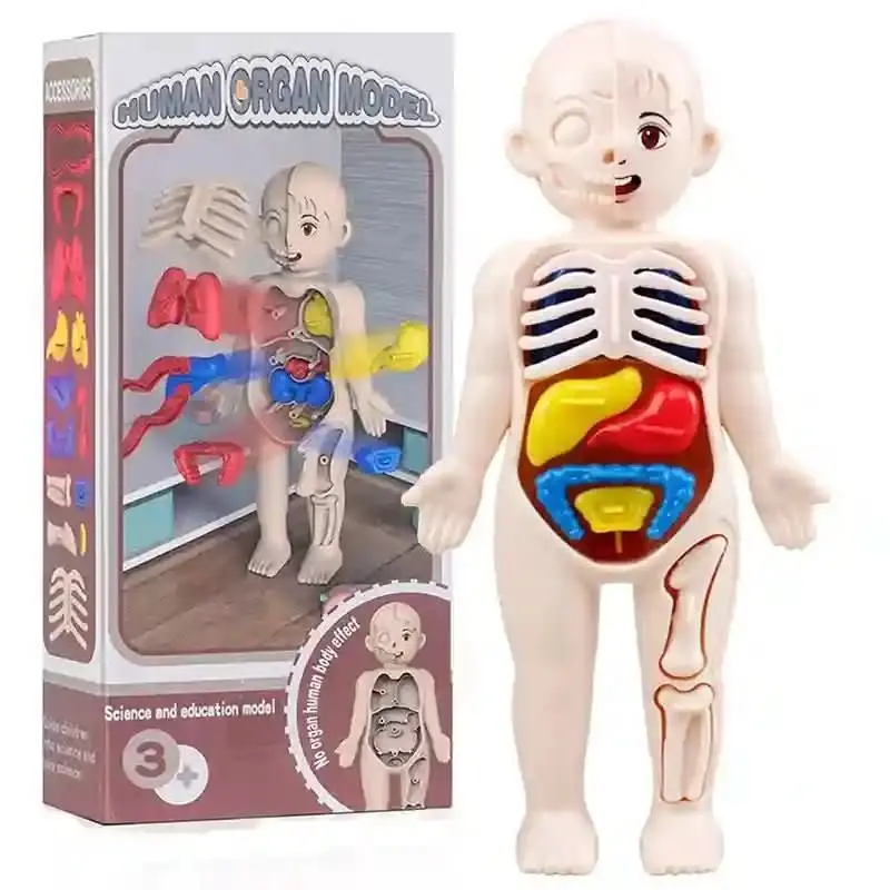 Jouet Montessori corps humain pour enfant
